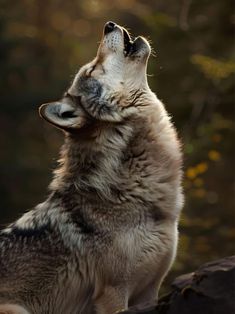 a wolf is looking up at the sky