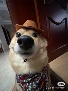 a dog wearing a hat and bandana in front of a door with the caption,