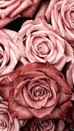 many pink roses are arranged together on the table