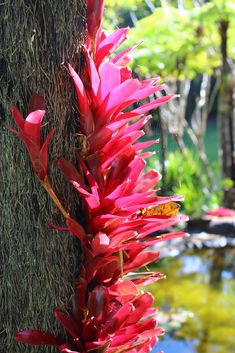 red flowers growing on the side of a tree next to a body of water with trees in the background