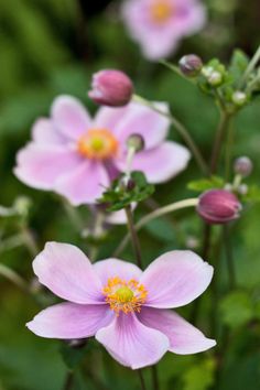 pink flowers with yellow stamens and green leaves