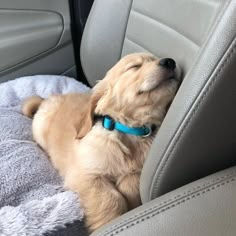 a brown dog laying in the back seat of a car with his head resting on a pillow