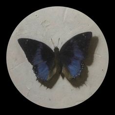 a blue butterfly sitting on top of a white plate