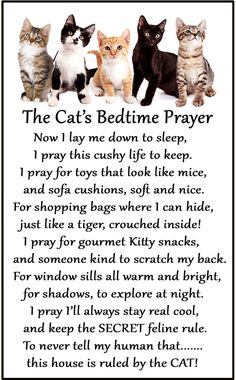 three cats sitting next to each other in front of a poem that says the cat's bedtime prayer