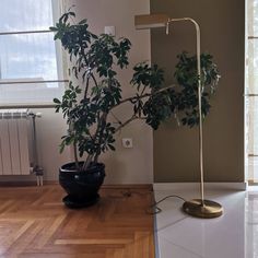 a potted plant sitting on top of a hard wood floor next to a window