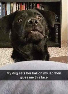 a black dog sitting in front of a bookshelf and looking up at the camera