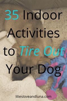 a dog sleeping on top of a blanket next to a stuffed animal and the words, 24 indoor activities to tire out your dog