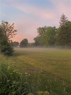 a foggy field with trees in the background