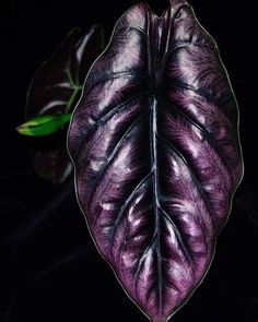 a purple and black leaf with green leaves on the backgrounnd, against a black background