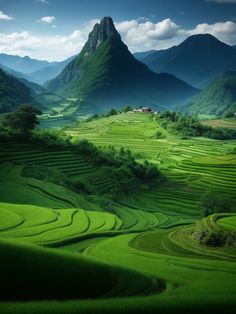 green rice fields with mountains in the background