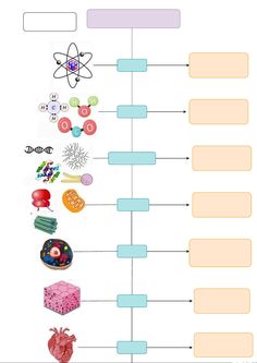 a diagram with different types of food