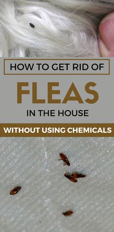 the cover of how to get rid of fleas in the house without using chemicals