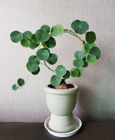 a potted plant with green leaves in it on a table next to a wall