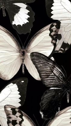 black and white butterflies flying through the air