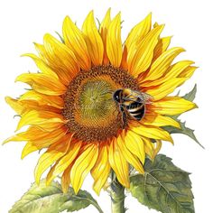 a drawing of a sunflower with a bee sitting on it's center piece