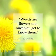 a dandelion with a quote on it saying weeds are flowers too, once you get to know them