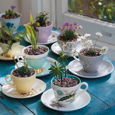 there are many cups and saucers with plants in them on the table, along with plates