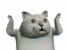 a white cat with its arms in the air