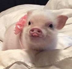 a small white pig laying on top of a bed