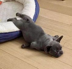 a small gray dog laying on top of a wooden floor