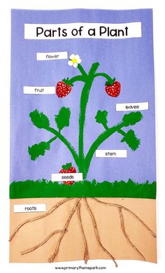 the parts of a plant made out of paper and strawberries on top of it