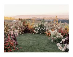 a field full of flowers with mountains in the background