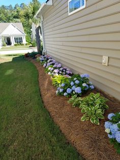 some blue and purple flowers in front of a white house with grass on the ground