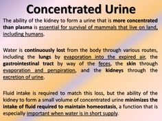 Urine concentration | PPT