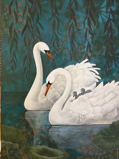 two white swans are swimming in the water