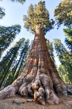 the base of a large tree with its roots growing out of it's trunk