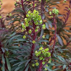 Striking dark foliage Burgundy-coloured stems Lime-yellow flowers in summer Drought tolerant A stunning euphorbia with deep green leaves, purple-tinged when young, and burgundy-coloured stems that deepen in colour in spring. Clusters of lime-yellow flowers in late spring and summer make a striking contrast with the dark foliage. This compact, drought-tolerant euphorbia adds a touch of drama to a sunny border and also looks great in a container. How you will receive your plants: Selected by our t Euphorbia Plant, Patio Fruit Trees, Dark Foliage, Plants That Attract Butterflies, Planting Garlic, Childrens Gardening, Architectural Plants, Compost Soil, Acid Loving Plants