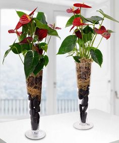 two vases with plants in them sitting on a table