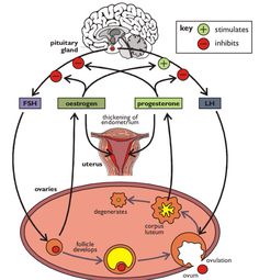 diagram of the cell membrane and its functions in cellular systems, including nematia