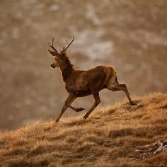 a deer running across a grass covered hillside