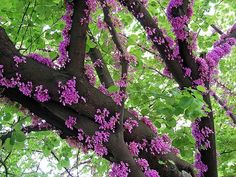 purple flowers blooming on the branches of a tree