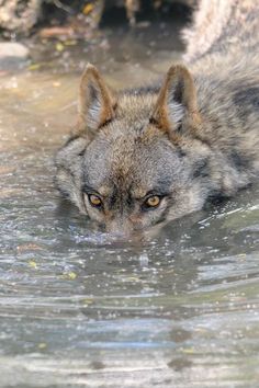 a wolf in the water looking at something