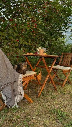 a cat sitting on a chair under a tree next to a table with two chairs