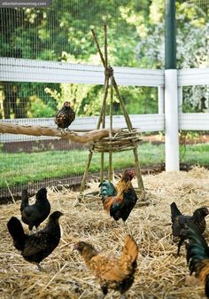 there are many chickens standing in the hay