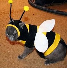 a cat wearing a bee costume on the floor