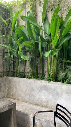 there is a bench in front of some plants