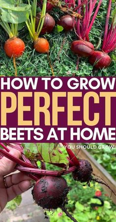 how to grow perfect beets at home