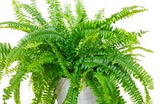 a potted plant with green leaves in it