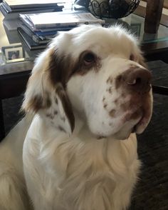 a white and brown dog sitting in front of a table