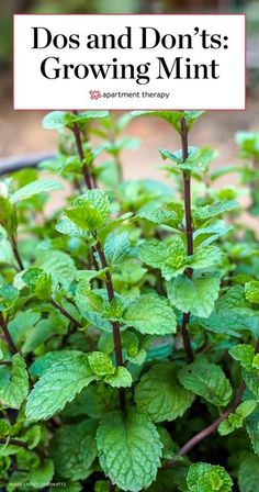 mint plants with the words dos and don'ts growing mint