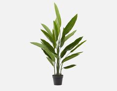 a potted plant with green leaves in it's black flowerpot on a white background