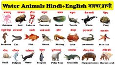 Animals Name In Hindi, Flowers Name In English, Insects Names, Animals Name, Animal Meanings, Animals Sea, Hindi Worksheets, Hindi And English, Animal Hide