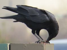 a black bird sitting on top of a white block