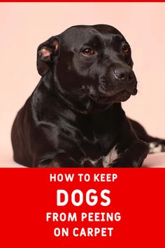 a black dog laying down with the words how to keep dogs from peeing on carpet