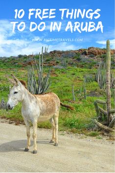 a donkey standing in the middle of a dirt road next to cactus trees and cacti