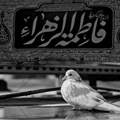 a white bird sitting on top of a table next to a sign with arabic writing